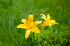 五竜アルプス山野草園